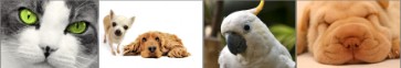 St. Louis Missouri Pets Resources and Organizations